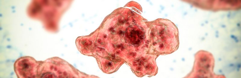 Ameba comedora de cérebros mata criança 