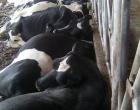 14 vacas morrem eletrocutadas em propriedade rural em Faxinal dos Guedes