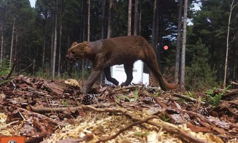 Jaguarandi é fragrado por camara em Alto Florestal no Municipio de Santa Cecília-SC