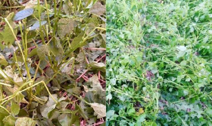 Canoinhas decreta Situação de Emergência após Temporal de Granizo devastar lavouras em SC